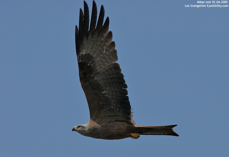 Nature/Birds/J-O/milan_noir_IMG_8293.jpg