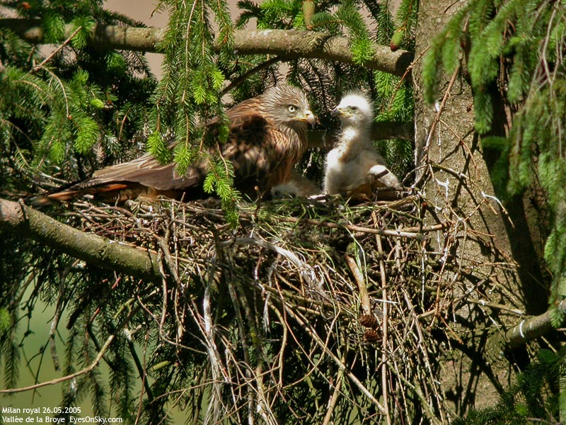 Nature/Birds/J-O/milan_royal_DSCN3592.jpg