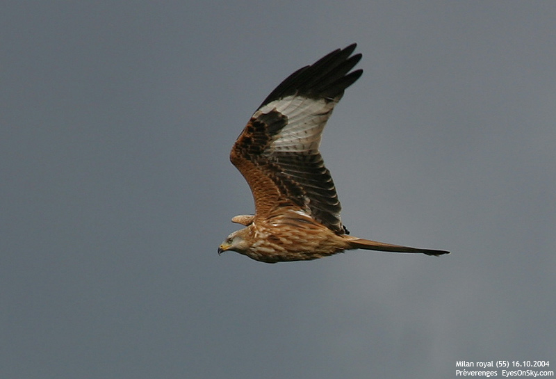 Nature/Birds/J-O/milan_royal_IMG_7431.jpg