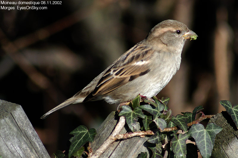 Nature/Birds/J-O/moineau_domestique_DSC_2377.jpg