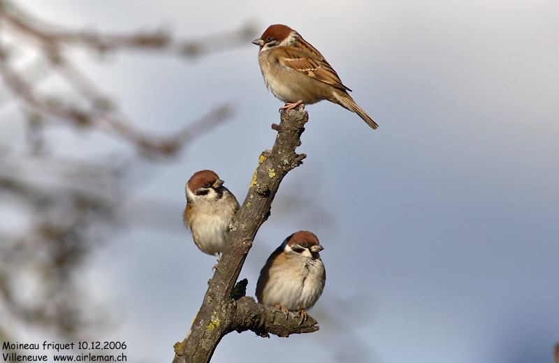 Nature/Birds/J-O/moineau_friquet_IMG_9324.jpg