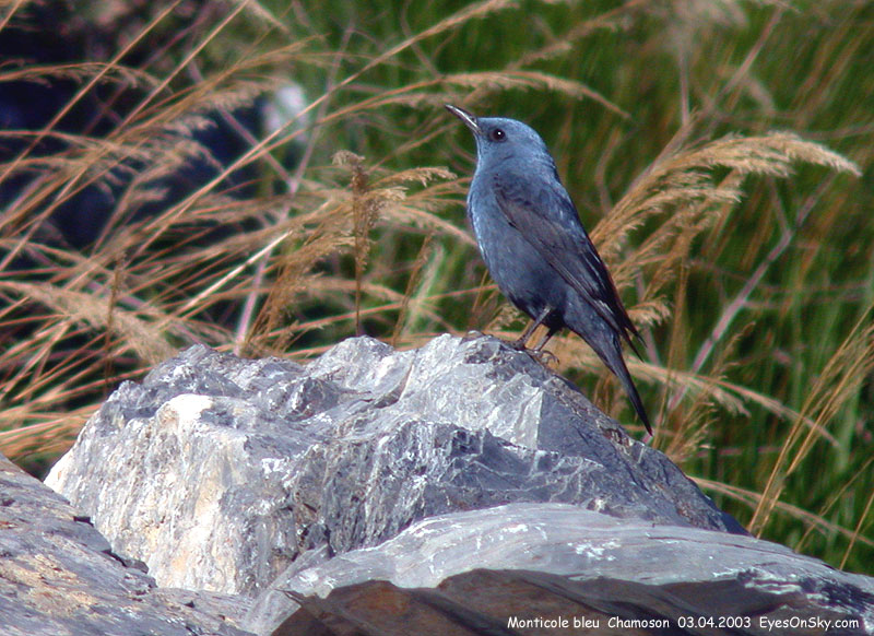 Nature/Birds/J-O/monticole_bleu_DSCN9578.jpg