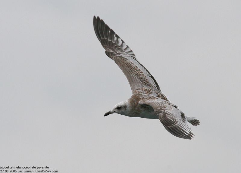 Nature/Birds/J-O/mouette_melanocephale_IMG_5918.jpg