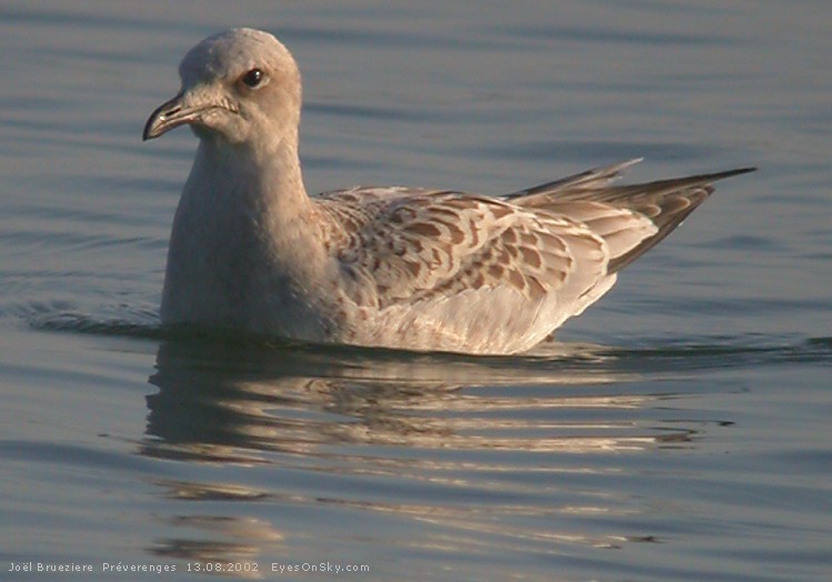 Nature/Birds/J-O/mouette_melanocephale_juvenile_Dscn6333g.jpg