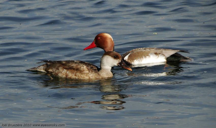 Nature/Birds/J-O/nette-rousse-DSC00934.jpg