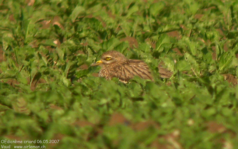 Nature/Birds/J-O/oedicneme-criard-DSCN9555.jpg