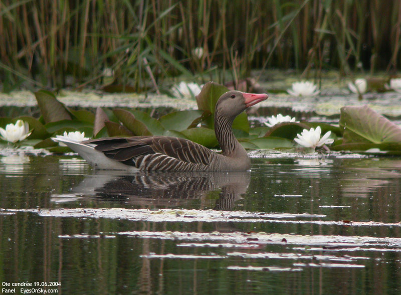 Nature/Birds/J-O/oie_cendree_DSCN0112.jpg