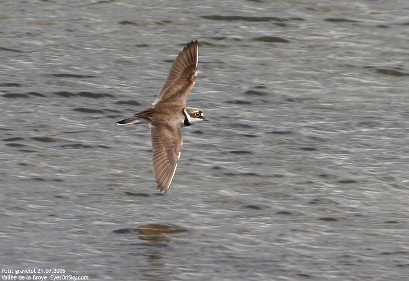 Nature/Birds/P/petit_gravelot_IMG_3389.jpg