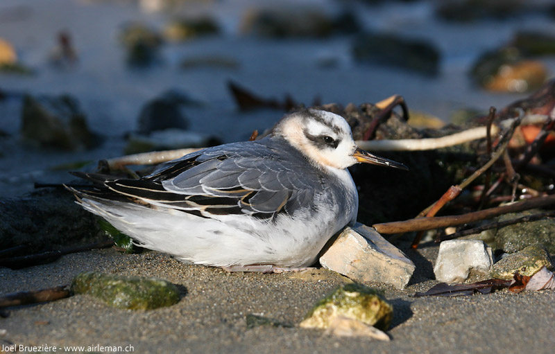 Nature/Birds/P/phalarope_a_bec_large_IMG_8024.jpg