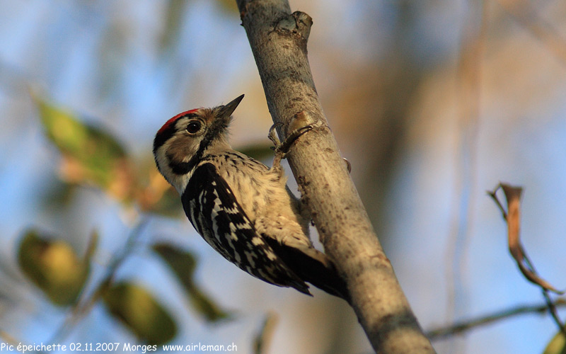 Nature/Birds/P/pic_epeichette_IMG_1576.jpg