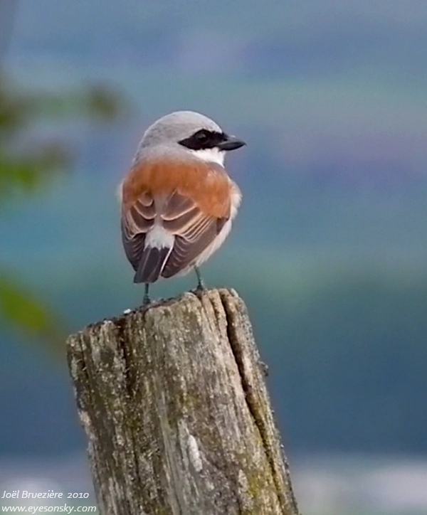 Nature/Birds/P/pie-grieche-ecorcheur-mov.jpg