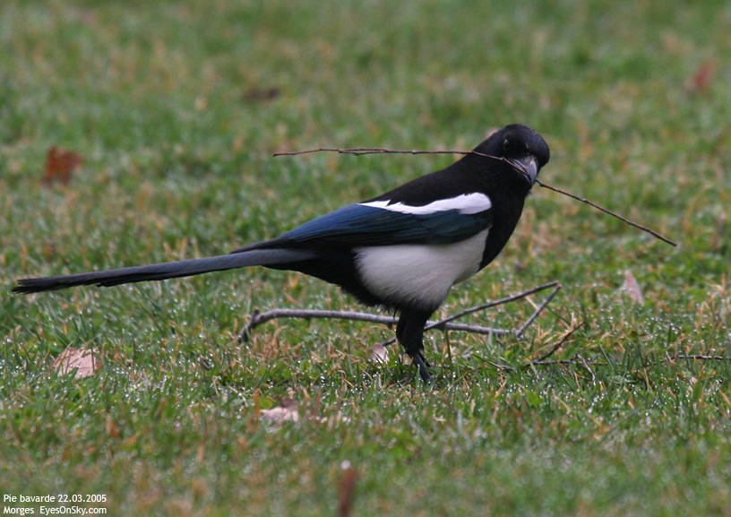 Nature/Birds/P/pie_bavarde_IMG_7442.jpg