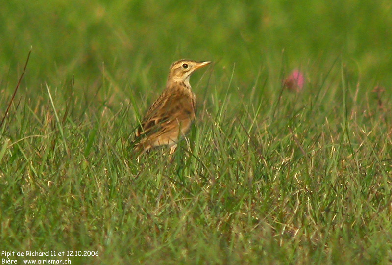 Nature/Birds/P/pipit_de_richard_DSCN9055.jpg