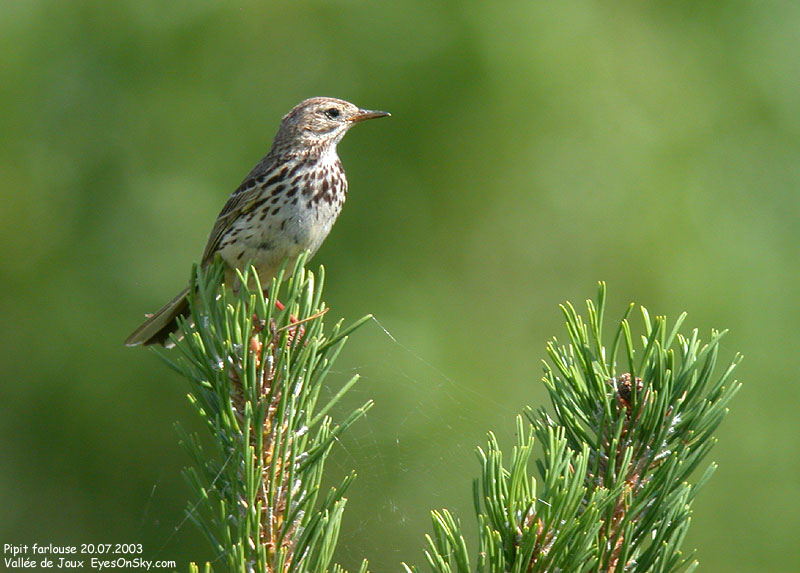 Nature/Birds/P/pipit_farlouse_DSCN9983.jpg