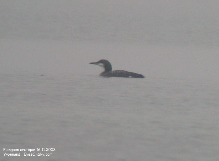 Nature/Birds/P/plongeon_arctique_DSCN1445.jpg