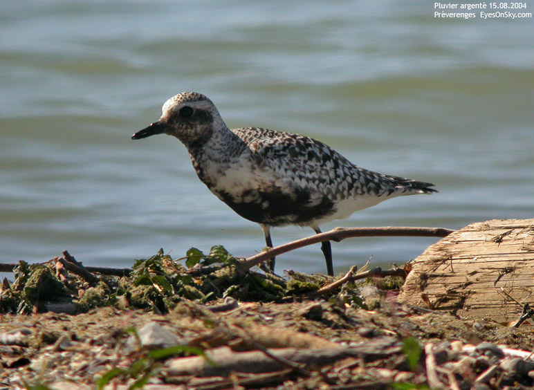 Nature/Birds/P/pluvier_argente_DSCN0394.jpg