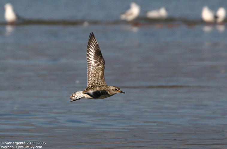 Nature/Birds/P/pluvier_argente_IMG_6970.jpg