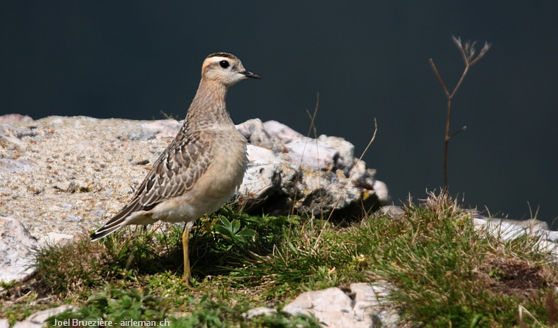 Nature/Birds/P/pluvier_guignard_IMG_3613.jpg