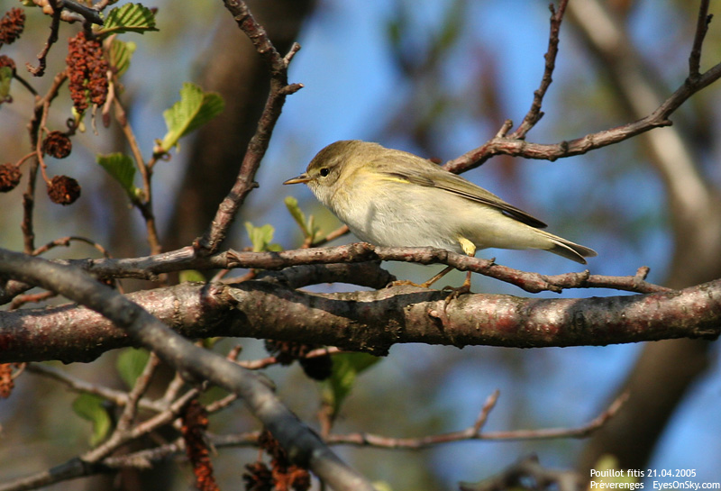 Nature/Birds/P/pouillot_fitis_IMG_0950.jpg