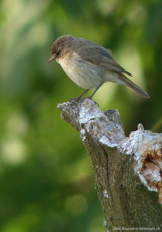Nature/Birds/P/pouillot_veloce_Dscn3916.jpg