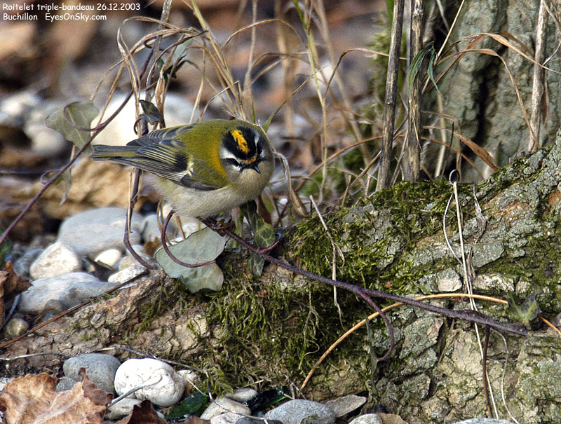 Nature/Birds/Q-S/roitelet_triple_bandeau_DSC_5031.jpg