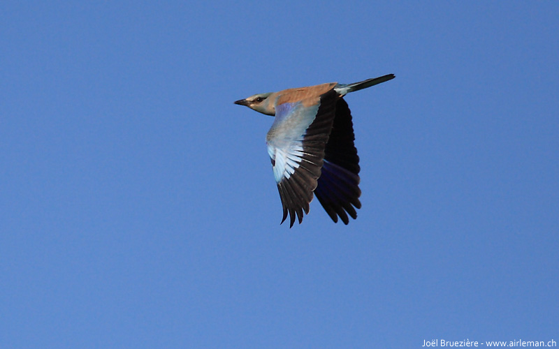 Nature/Birds/Q-S/rollier-deurope-IMG_8338.jpg