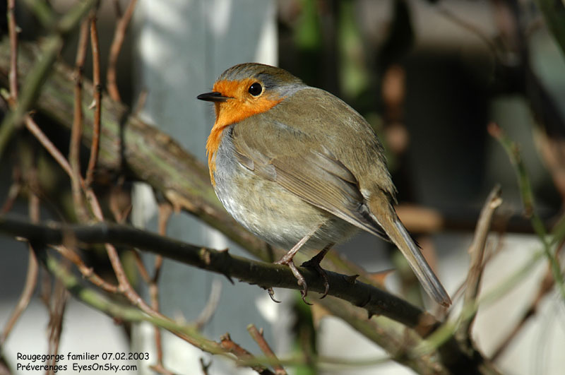 Nature/Birds/Q-S/rouge_gorge_familier_DSC_3905.jpg