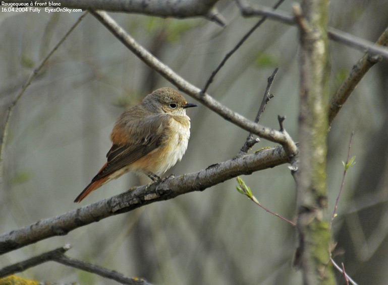 Nature/Birds/Q-S/rougequeue_a_front_blanc_DSC_6986.jpg