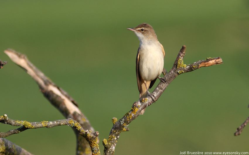 Nature/Birds/Q-S/rousserolle-turdoide-IMG_8976.jpg