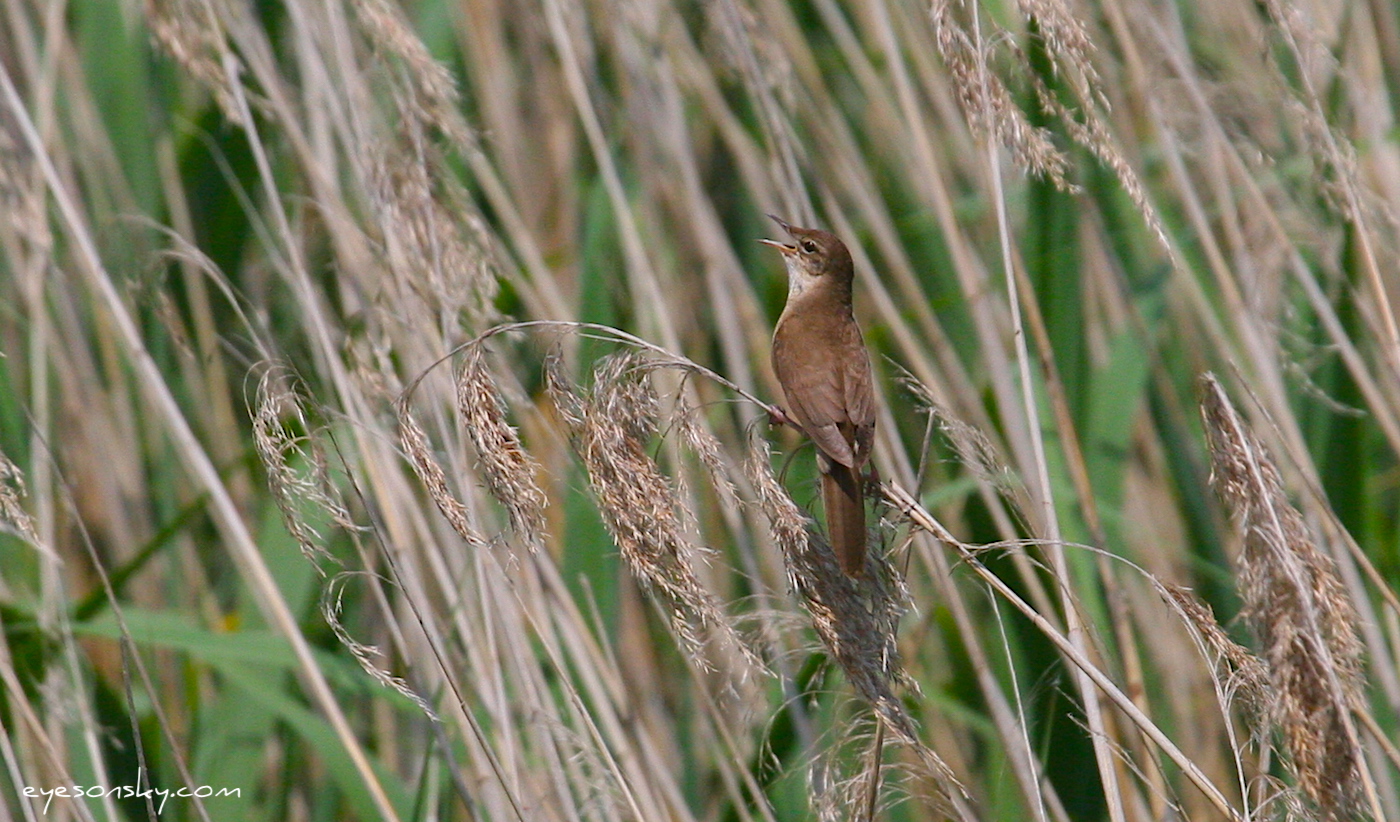Nature/Birds/Q-S/rousserolle-turdoide-IMG_9222.jpg