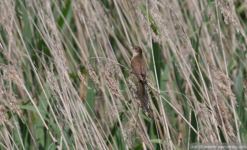 Nature/Birds/Q-S/rousserolle-turdoide-IMG_9223.jpg