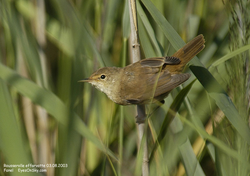 Nature/Birds/Q-S/rousserolle_effarvatte_DSC_1884.jpg