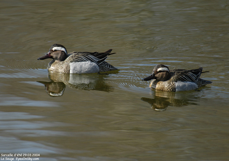 Nature/Birds/Q-S/sarcelle_dete_DSC_6555.jpg