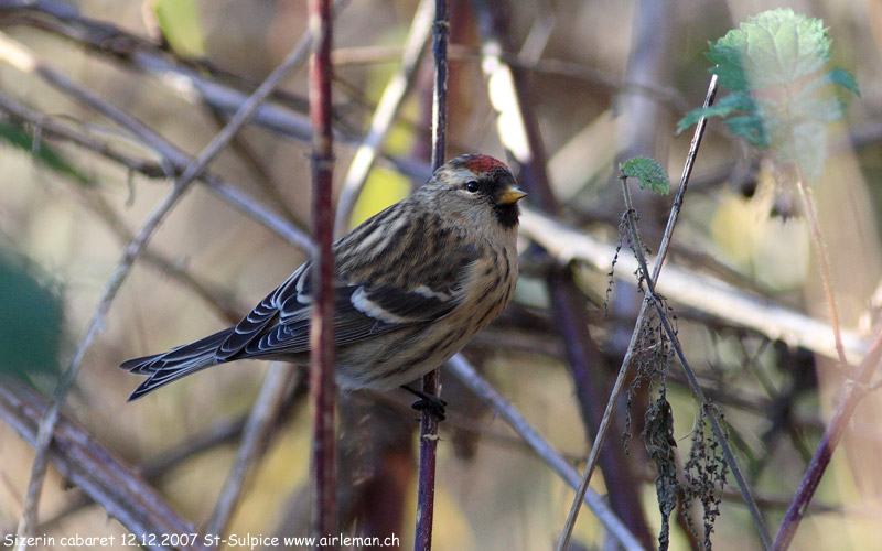Nature/Birds/Q-S/sizerin-cabaret-IMG_1952.jpg