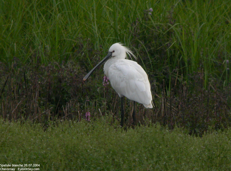 Nature/Birds/Q-S/spatule_blanche_DSCN0193.jpg