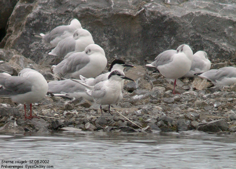 Nature/Birds/Q-S/sterne_caugek_DSCN6312.jpg