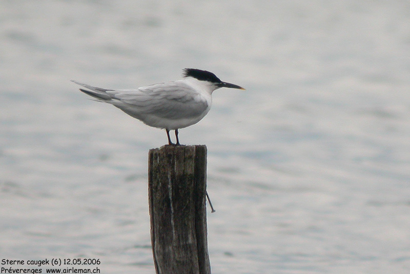 Nature/Birds/Q-S/sterne_caugek_DSCN6894.jpg