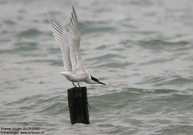 Nature/Birds/Q-S/sterne_caugek_DSCN7049.jpg