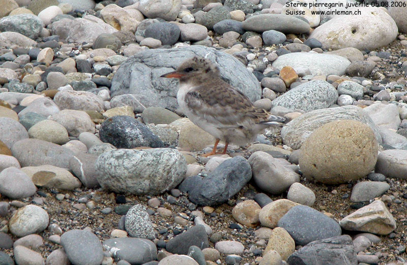 Nature/Birds/Q-S/sterne_pierregarin_DSCN8013.jpg