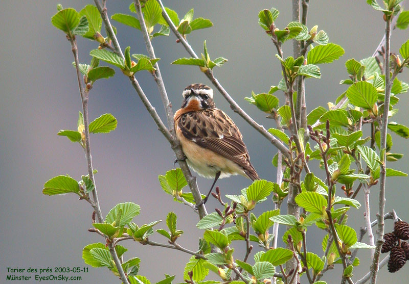 Nature/Birds/T-V/tarier_des_pres_DSCN9875.jpg