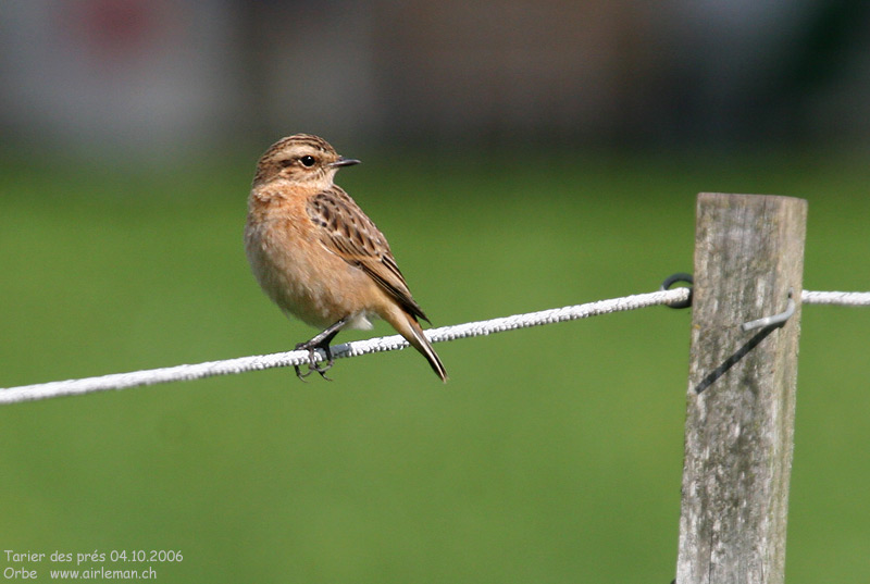Nature/Birds/T-V/tarier_des_pres_IMG_5867.jpg