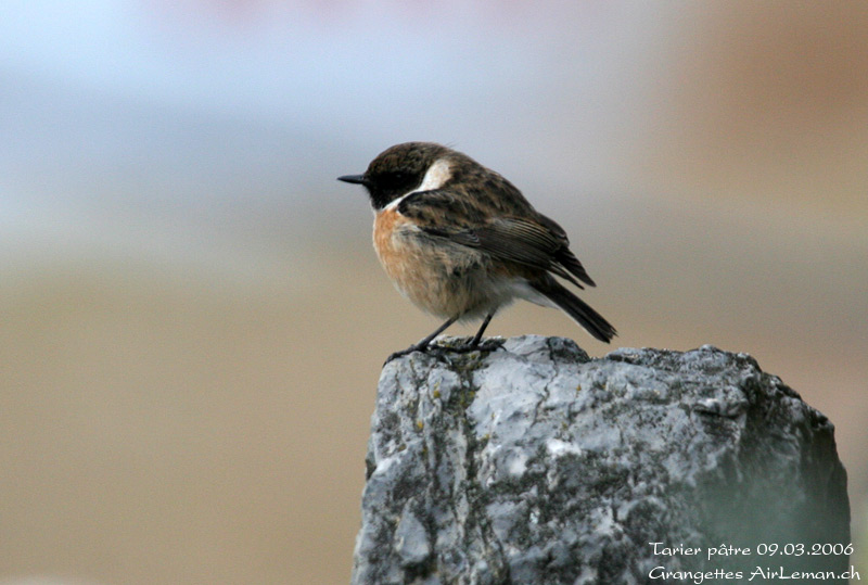 Nature/Birds/T-V/tarier_patre_IMG_3961.jpg