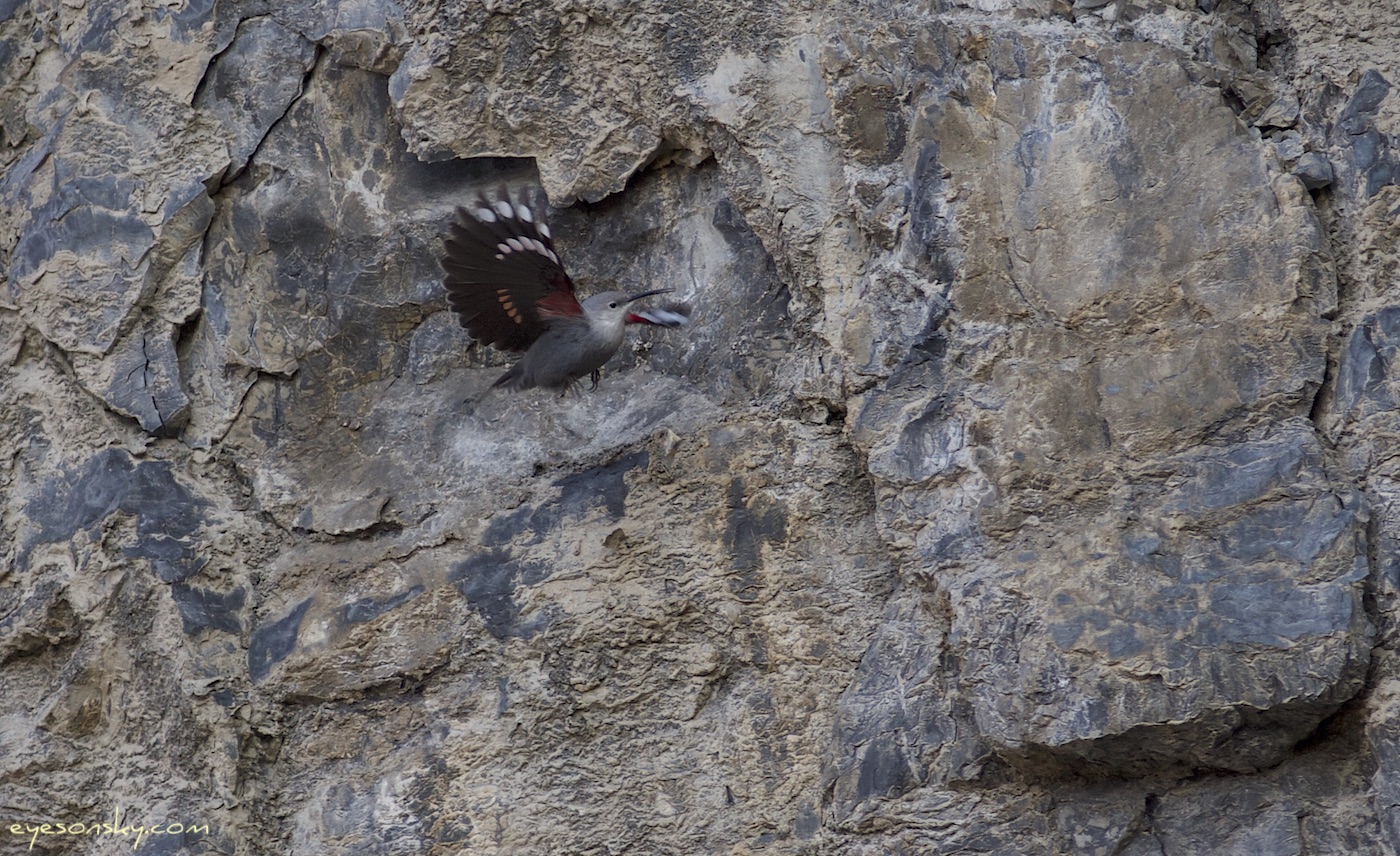 Nature/Birds/T-V/tichodrome-echelette-IMG_0055.jpg