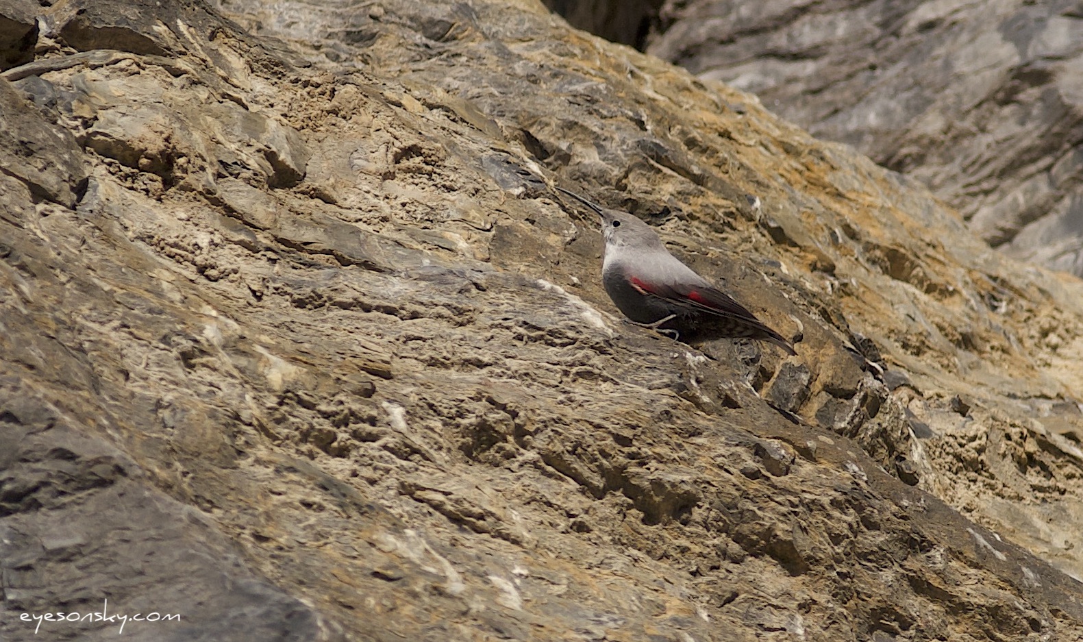 Nature/Birds/T-V/tichodrome-echelette-IMG_0087.jpg