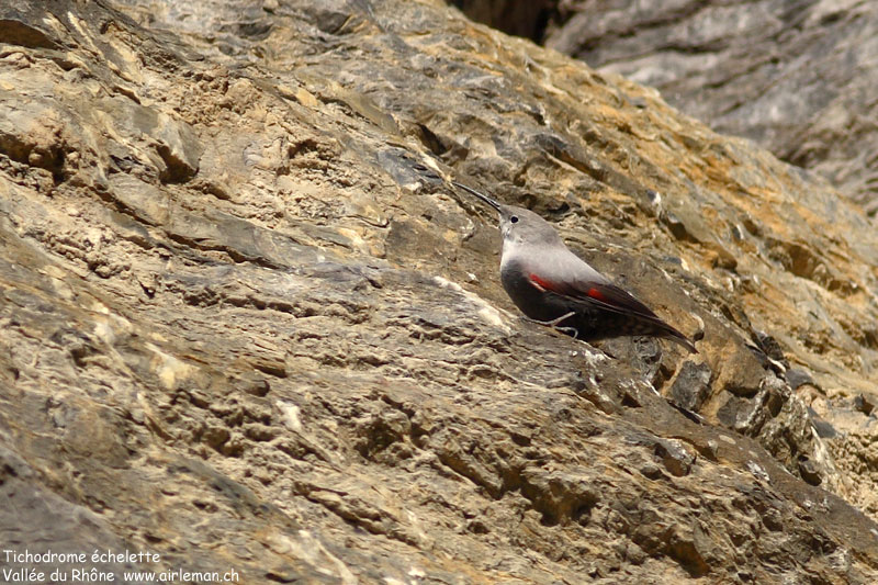 Nature/Birds/T-V/tichodrome_echelette_IMG_0087.jpg