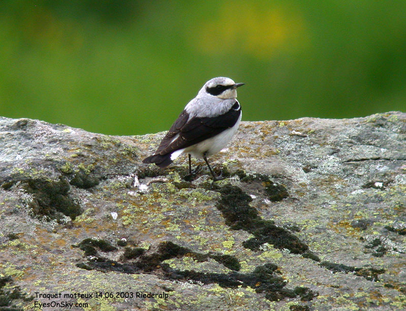 Nature/Birds/T-V/traquet_motteux_DSCN9715.jpg