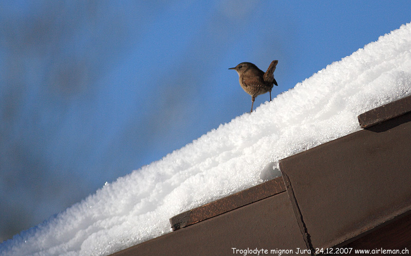 Nature/Birds/T-V/troglodyte-mignon-IMG_2072.jpg