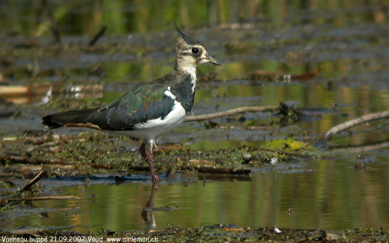 Nature/Birds/T-V/vanneau-huppe-DSCN0421.jpg