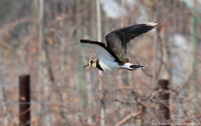 Nature/Birds/T-V/vanneau_huppe_IMG_5297.jpg
