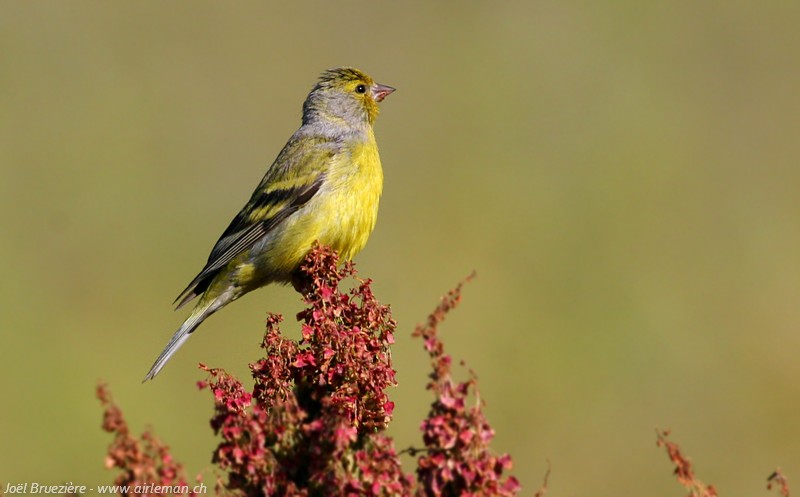 Nature/Birds/T-V/venturon_montagnard_IMG_2700.jpg